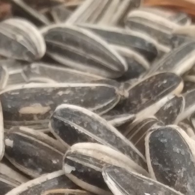 تخمه آفتاب گردان ساده ایرانی